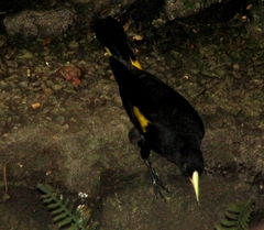 Yellow-rumped Cacique